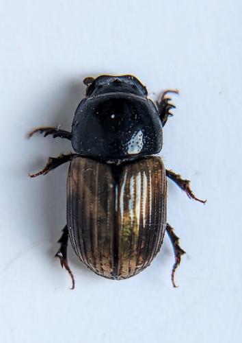 Réf. 325 217 : Aphodius foetidus